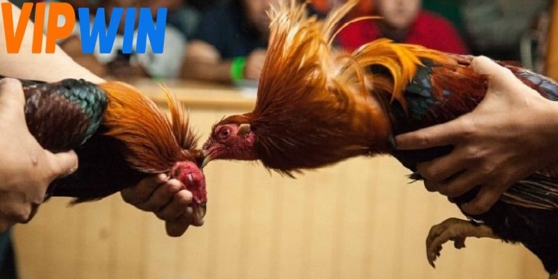 Giao diện đá gà sv388 trực quan người chơi không bị rối khi xem
