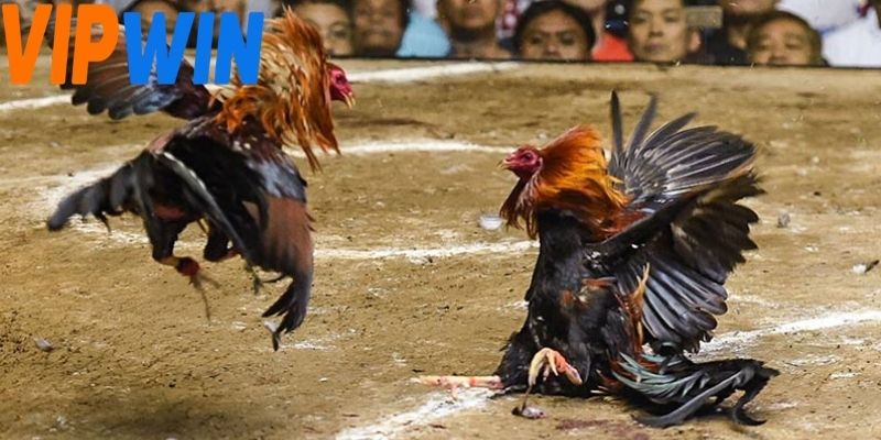 Chiến kê lì đòn là nhóm chiến kê thiên về phòng thủ