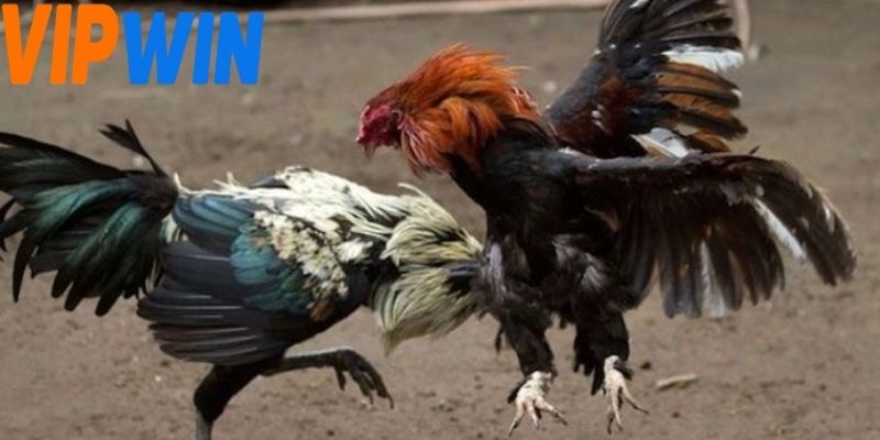 Người chơi nên ưu tiên những trận đấu có nhịp độ rõ ràng