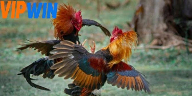 Mỗi trận sẽ được gán tỷ lệ cược tương ứng dựa trên phong độ