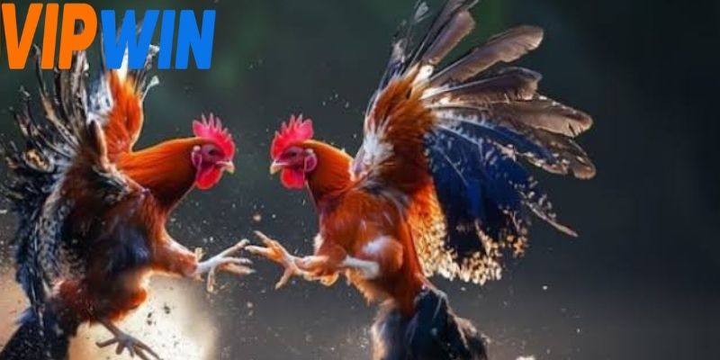 Người chơi cần tìm dữ liệu về các trận đấu e2bet đá gà để phân tích