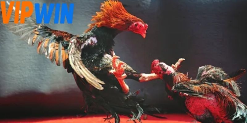 Mỗi chiến kê đều được mô phỏng với đặc điểm riêng về tốc độ