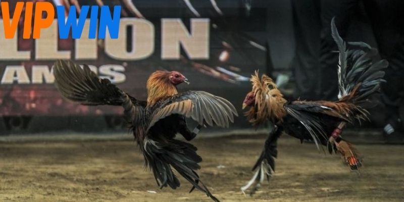 Đá gà cựa dao nơi các trận đấu diễn ra quyết liệt hơn