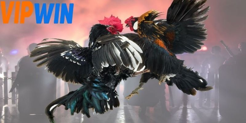 Người chơi cần xem xét kỹ về lịch sử thi đấu cua từng chiến kê